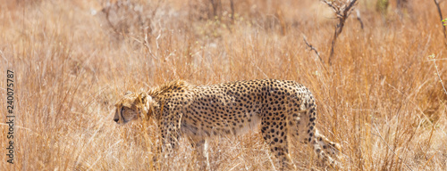 Photography African Cheetah stalking prey in long grass