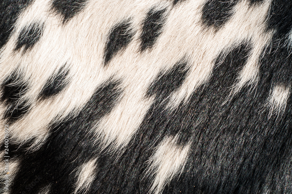 Bull skin hairy texture Bull skin hairy texture