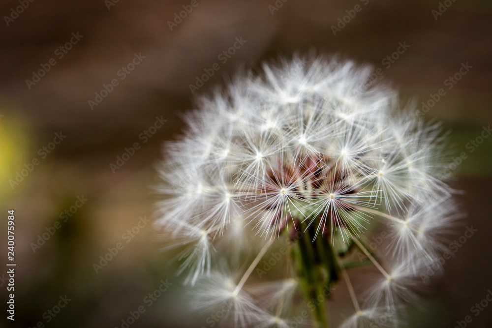 Fototapeta premium Dandelion Macro Shot