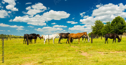 Small herd of horses grazing in a rural field behind a fence