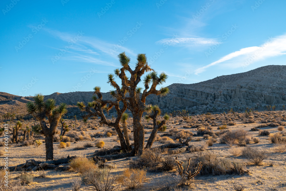 Fototapeta premium Joshua trees in the mojave desert 
