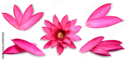 Colection Lotus flower isolated on white background