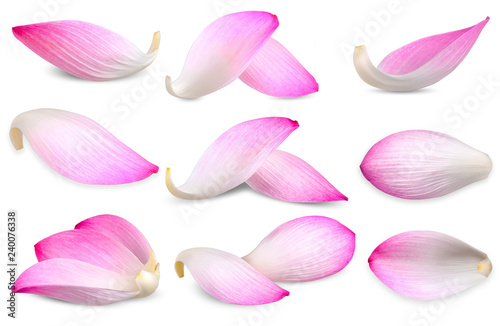 Photography Collection Lotus leaf isolated on white background
