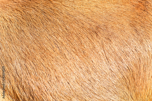 Goat skin texture and pattern