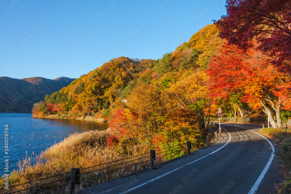 Momiji Tunnel At Lake Kawaguchiko In Autumn Season Japan Stock Photo Adobe Stock