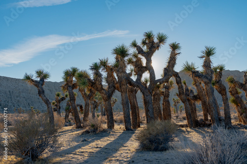 Joshua trees in the mojave desert 