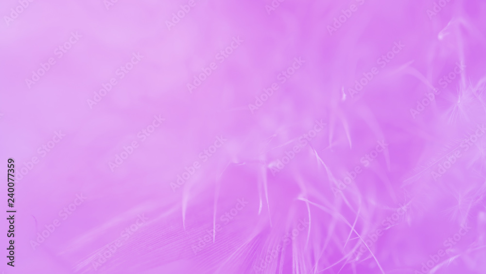 Blur Bird chickens feather texture for background, Fantasy, Abstract, soft color of art design. Blur Bird chickens feather texture for background, Fantasy, Abstract, soft color of art design.