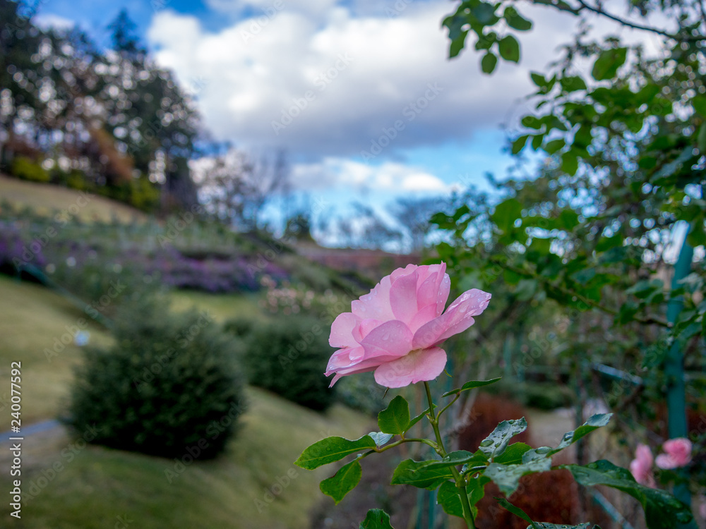 【静岡県伊豆市】公園に咲くピンクのバラ【修善寺虹の郷】