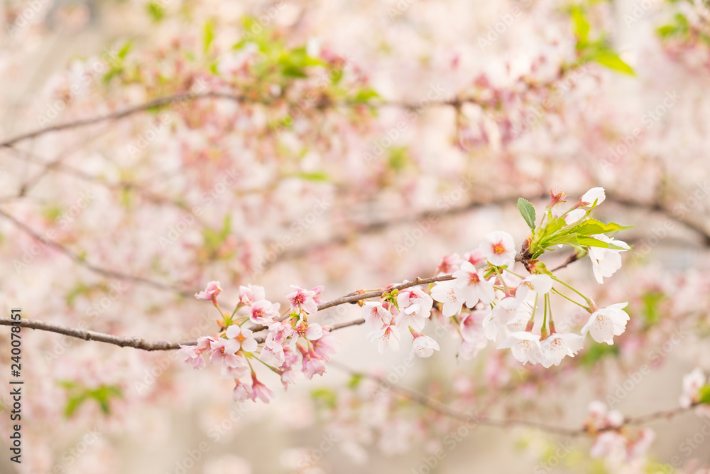 Obraz premium Pink cherry blossoms are blooming.