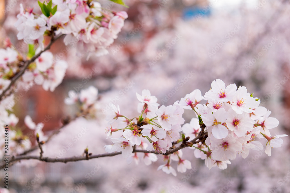 Pink cherry blossoms are blooming. Pink cherry blossoms are blooming.