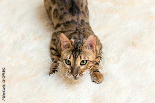 Fototapeta Naklejka Na Ścianę i Meble -  portrait of a cute bengal cat at home