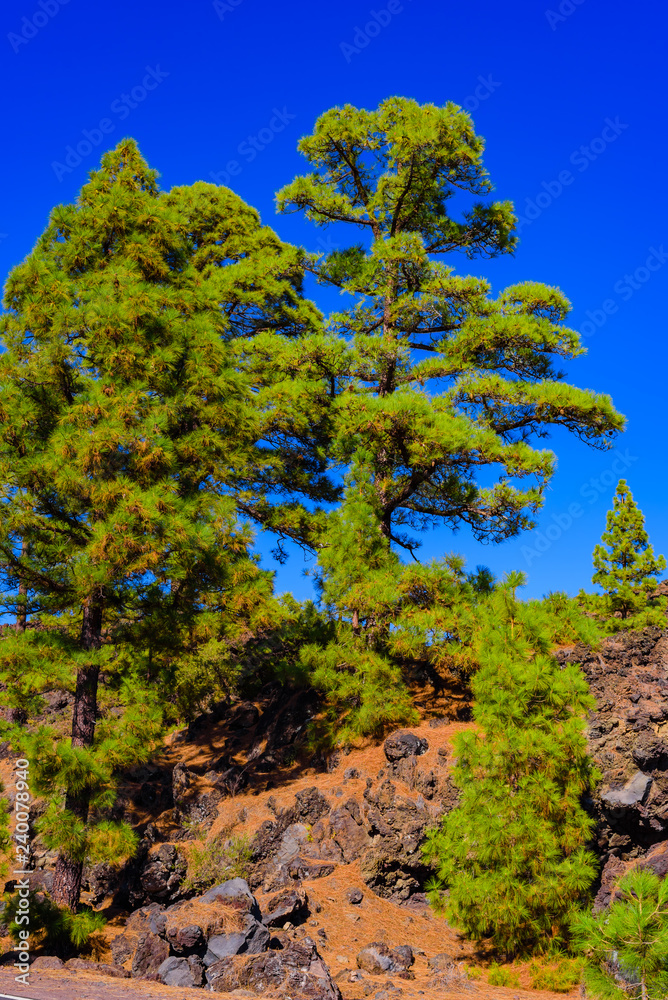 Canary pines in Teide National Park. Tenerife. Canary Islands..Spain