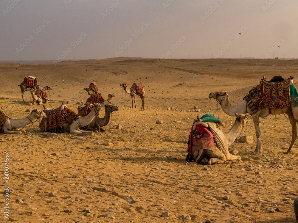 Fototapeta premium Group of camels in the Sahara desert at sunset