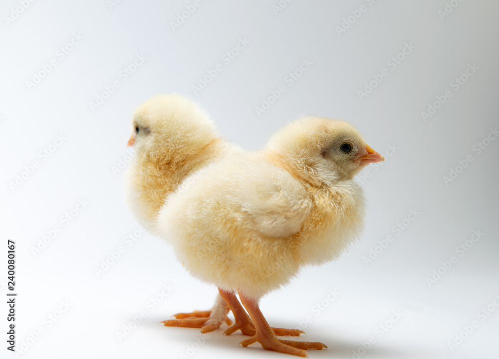 little chicks in front of bright background