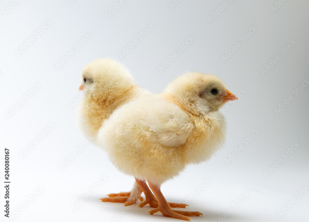 little chicks in front of bright background little chicks in front of bright background