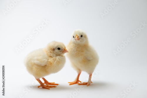 little chicks in front of bright background