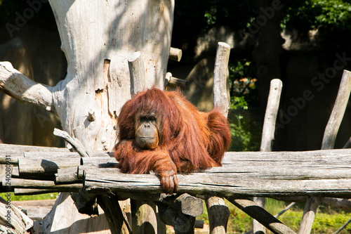 Zoo de Palmyre photo