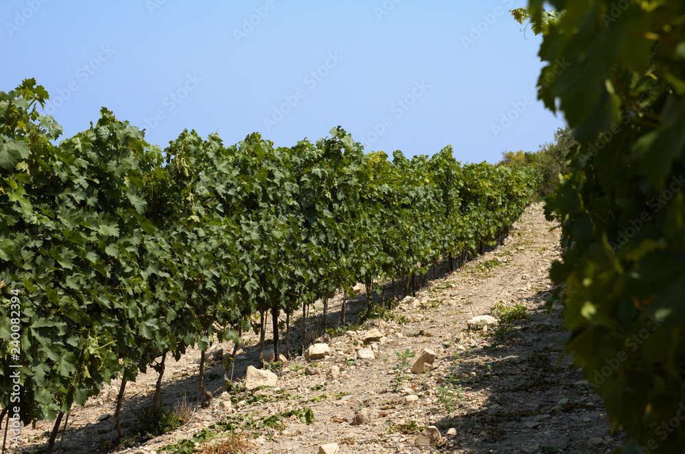 Israel, Judea Hills, Tzora winery and vineyards