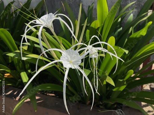 White flowers of Spider lilies in the garden in a sunny day. Exotic asian plant of Hymenocallis with flower. Hymenocallis caribaea flower stalks arise from basal rosettes of strap-shaped leaves photo