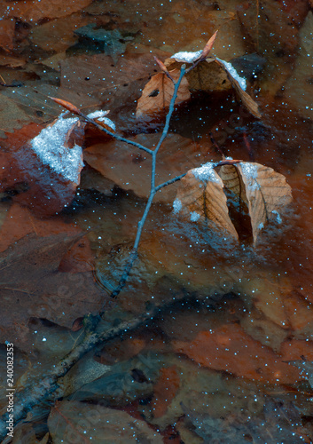 481-67 Beech Twig in Ice photo