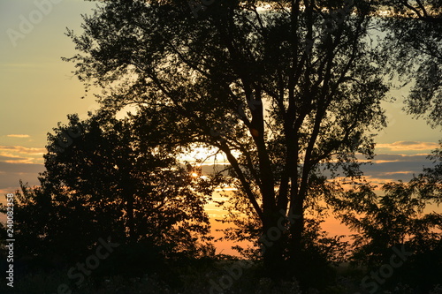 Sunset behind the trees.