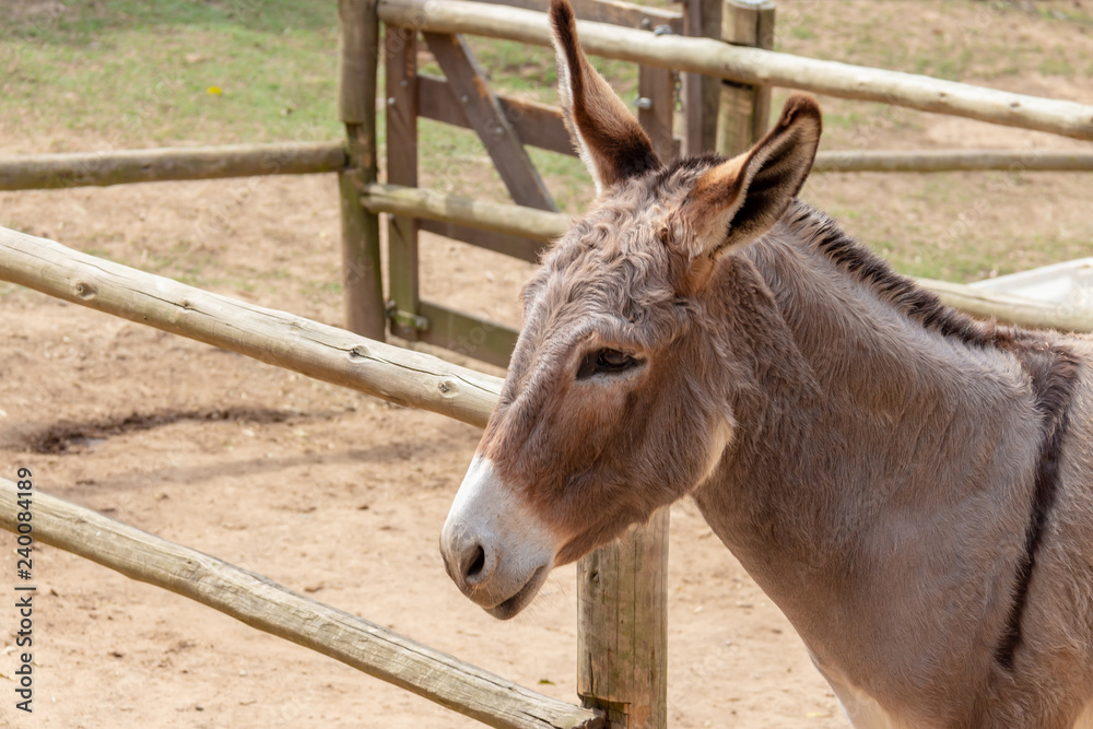 Obraz premium portrait of donkey