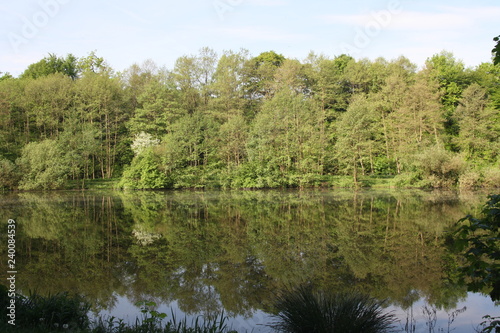 Wald am See in unber  hrter Natur