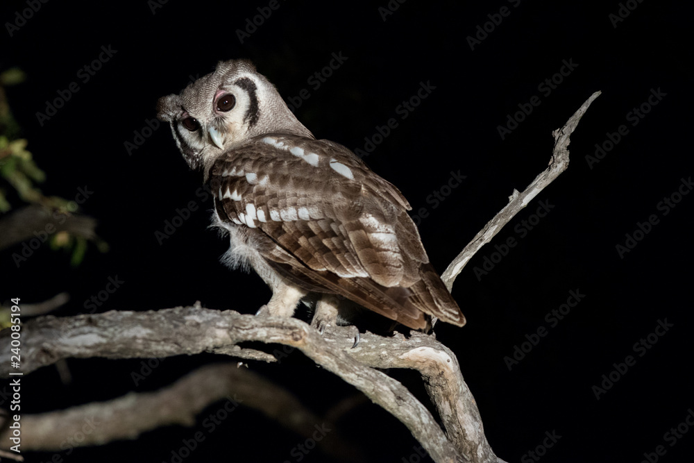 Fototapeta premium Giant Eagle owl perched in tree as seen on night time safari drive.