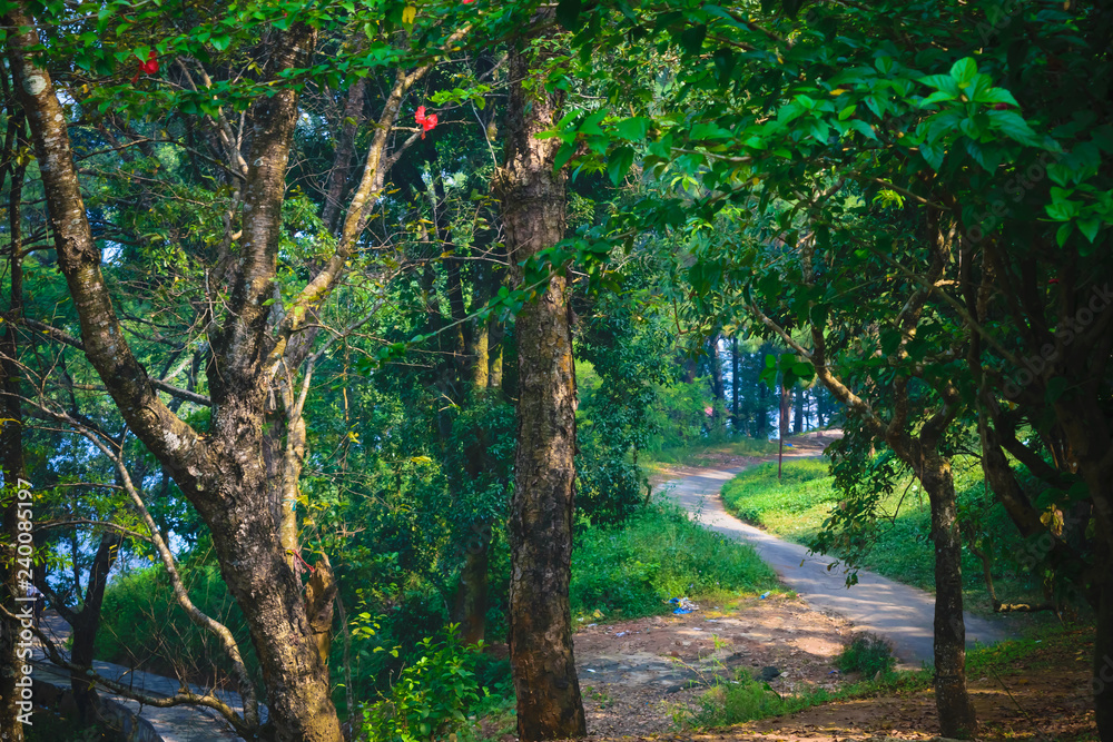 Obraz premium Pathway in green forest. Dirt Road Creepy Marsh Oak Trees. Dreamy landscape with foggy trees, mountain pathways, colorful leaves. Travel. Nature seasonal background. Natural environment.