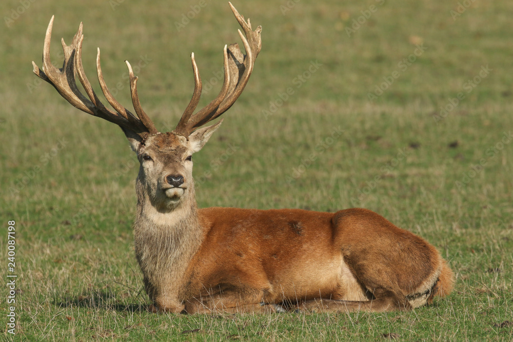 A large Red Deer (Cervus elaphus) resting in a meadow during rutting season. A large Red Deer (Cervus elaphus) resting in a meadow during rutting season.