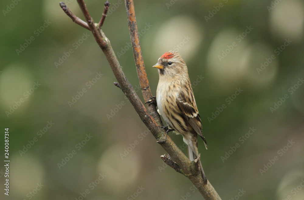 A common Redpoll (Carduelis flammea) perched on a branch. A common Redpoll (Carduelis flammea) perched on a branch.