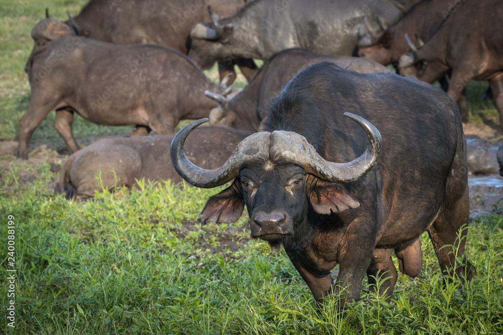 Angry looking Cape buffalo bull with intense stare in his eyes. Stock Photo  | Adobe Stock