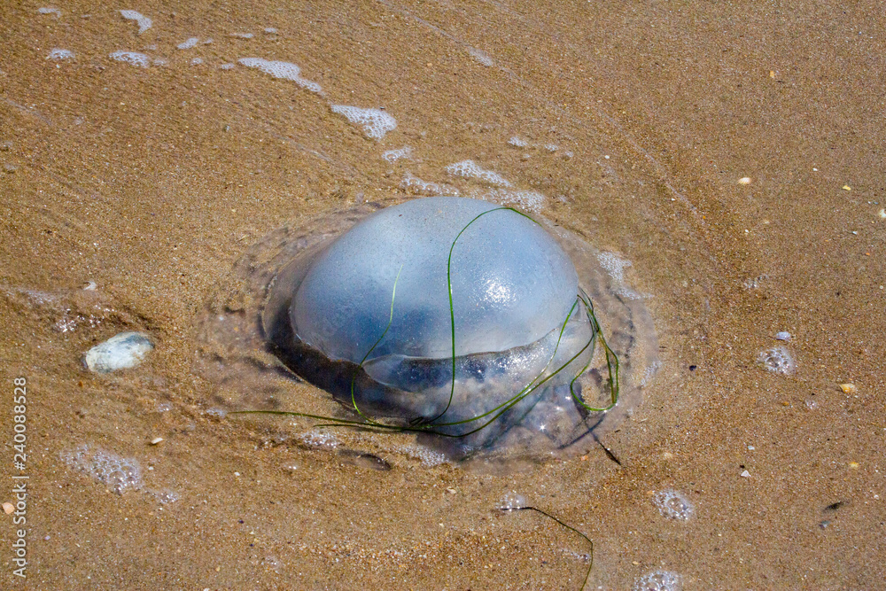 Jellyfish on beach Jellyfish on beach