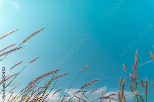 Selective focus white grass with blue sky background. © ant