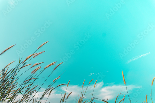 Selective focus white grass  with blue sky background.