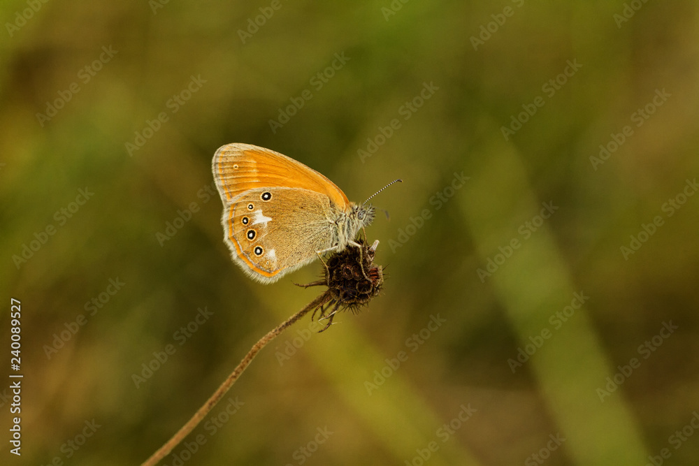 Obraz premium Kleines Wiesenvögelchen