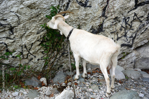 Goats graze on the Mzymta River photo