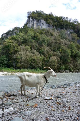Goats graze on the Mzymta River photo