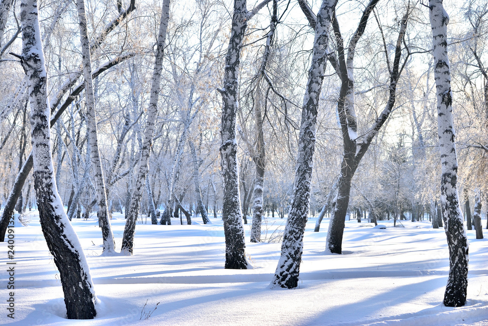 Fototapeta premium Winter Siberian forest, Omsk region