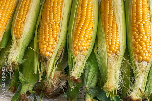 raw fresh corn for boiling at market stall photo