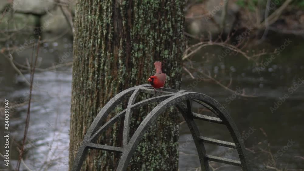 Slow motion 120fps: Small cardinal hops and takes flight off old iron archway Slow motion 120fps: Small cardinal hops and takes flight off old iron archway