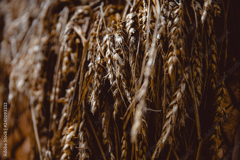 Fototapeta premium Ripe wheat spikelets