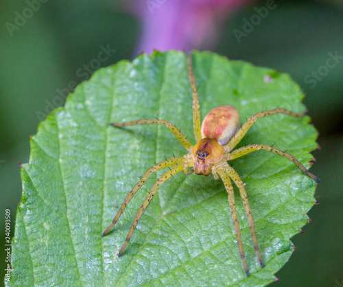 Macrophotographie araignee - Anyphaena accentuata - Arachnide.