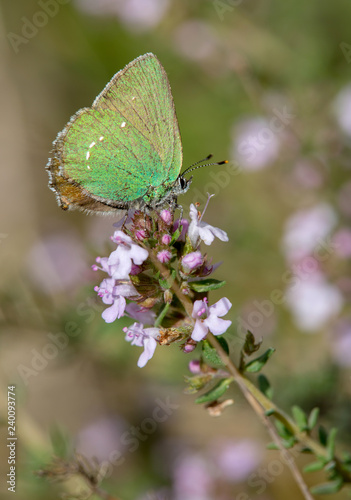 Macrophotographie insecte - Argus vert - Callophrys rubi - Lepidoptere