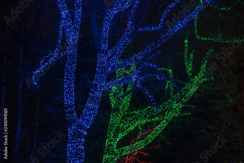 Trees wrapped with mesh of Christmas lights in green, blue and red colors.