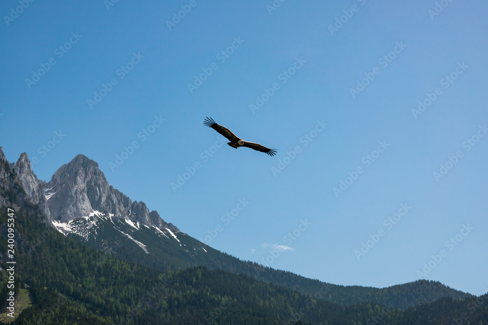 Geier Flugshow in Hohenwerfen Geier Flugshow in Hohenwerfen