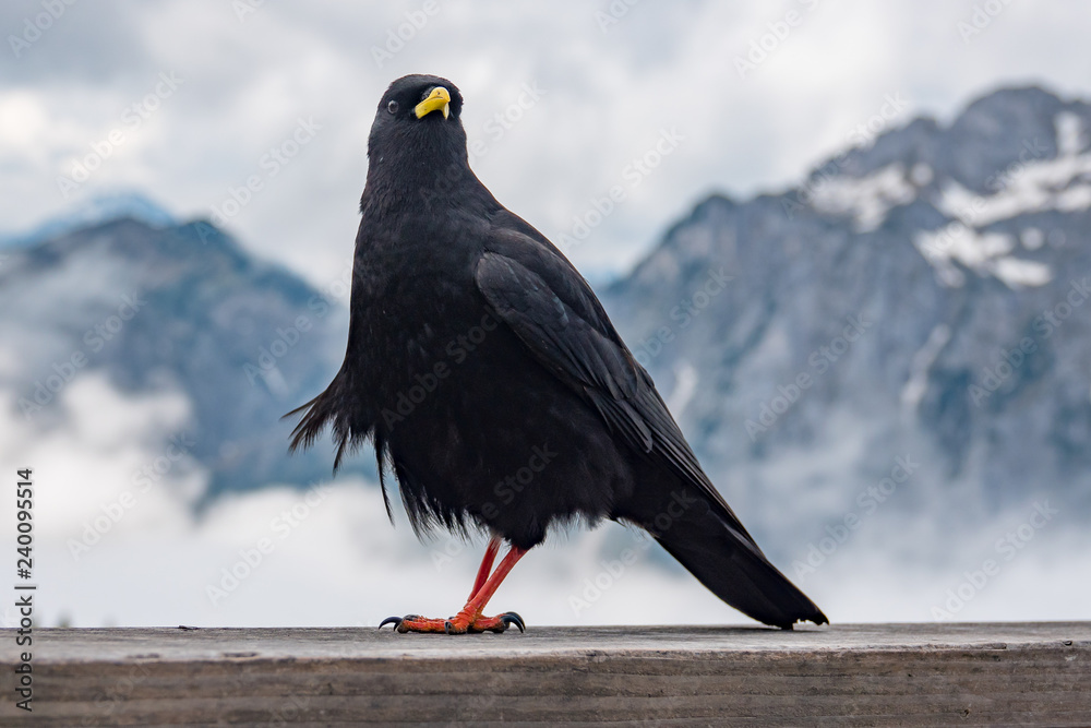 schwarze Dolle auf dem Tegelberg im Allgäu schwarze Dolle auf dem Tegelberg im Allgäu