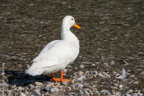 weiße Ente am Fluß