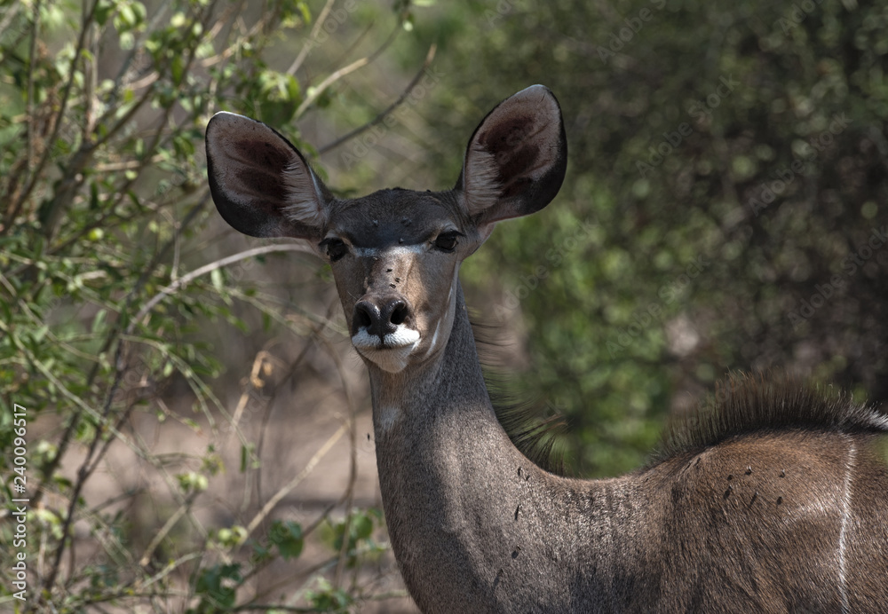 Greater Kudu female portrait in Chobe national park, Botswana