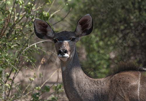 Greater Kudu female portrait in Chobe national park  Botswana
